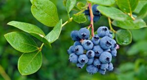 Blueberries